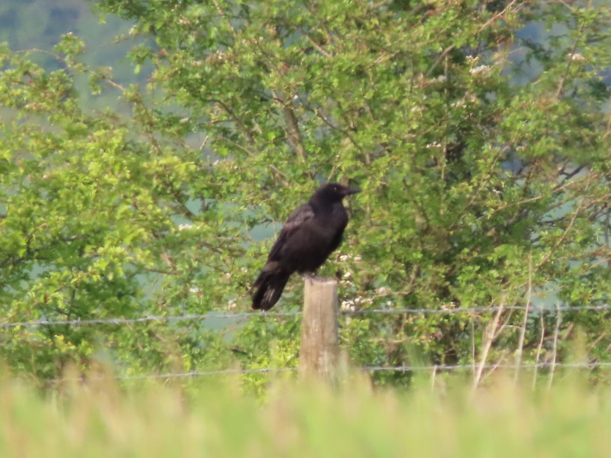 Carrion Crow - ML618883405