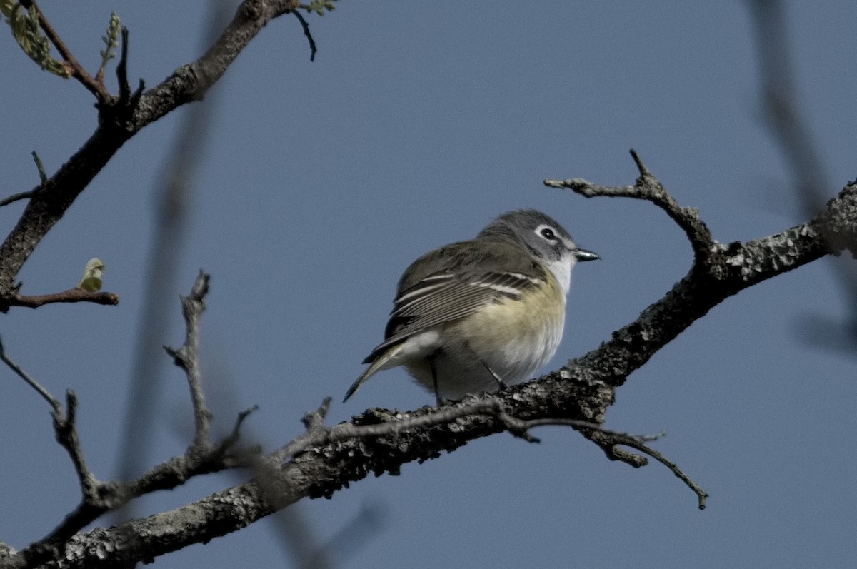 Blue-headed Vireo - Kevin Thompson