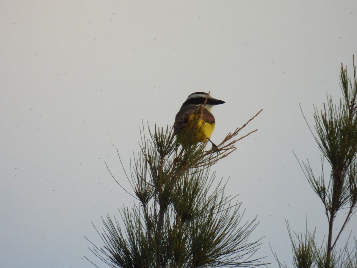 Great Kiskadee - Lucia Lettieri