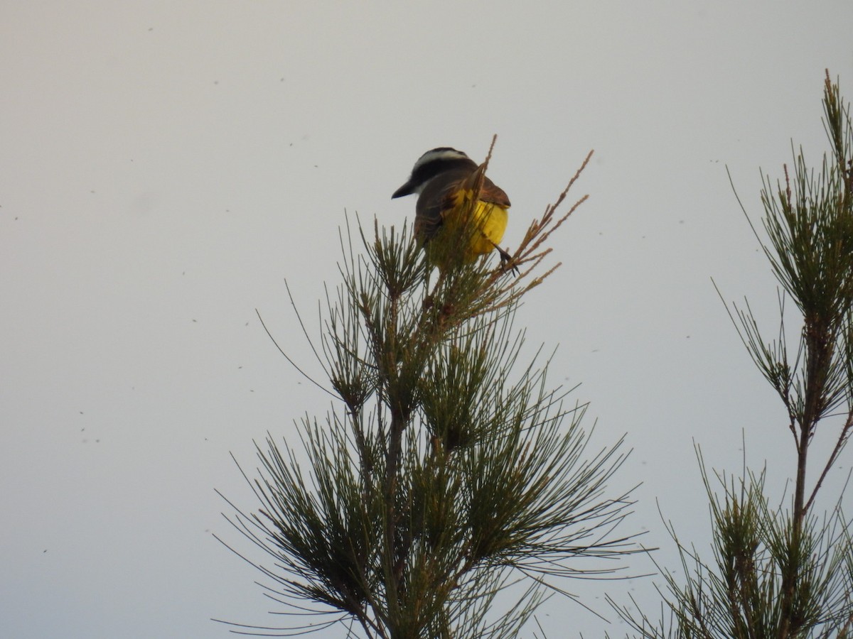 Great Kiskadee - Lucia Lettieri