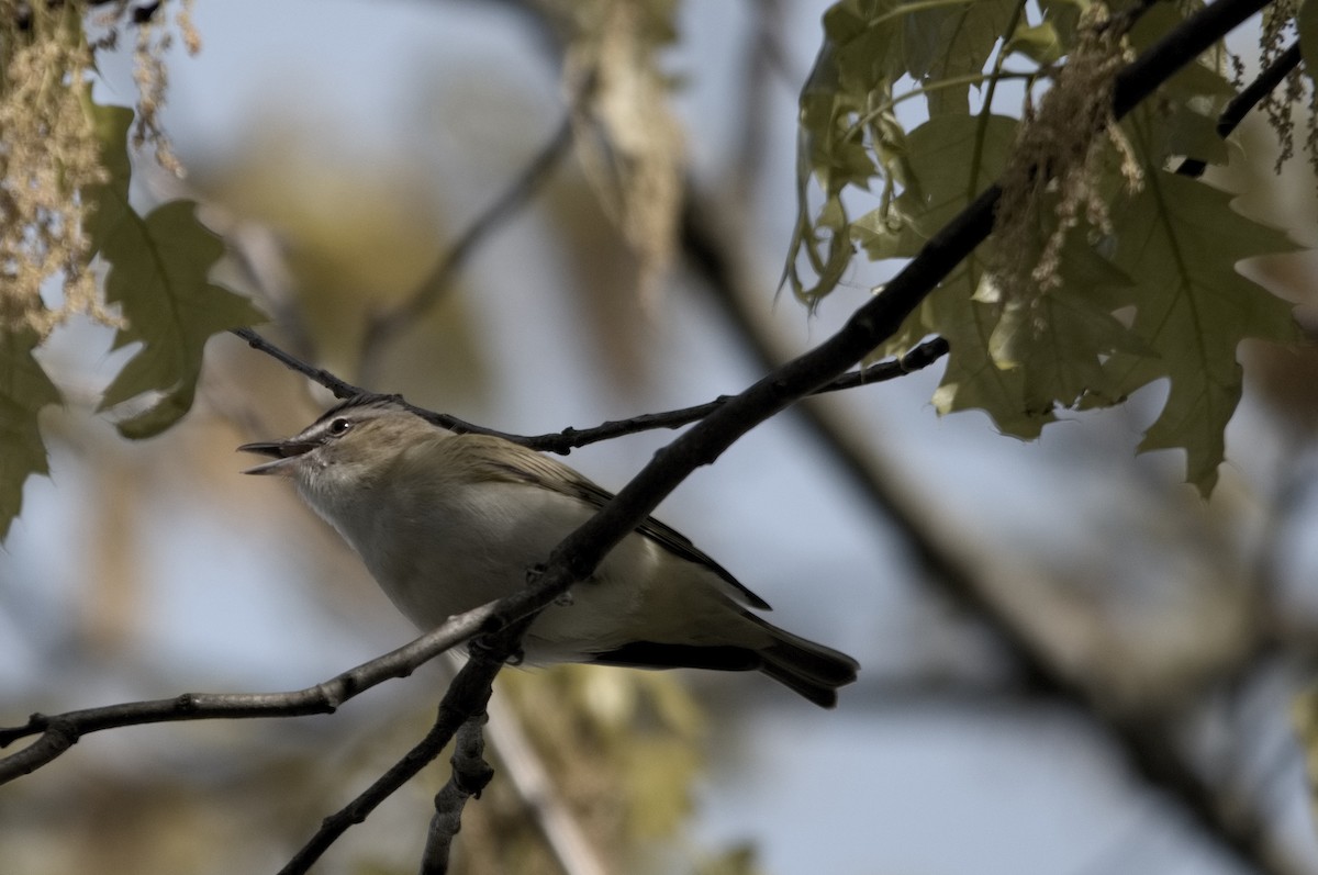 Red-eyed Vireo - Kevin Thompson