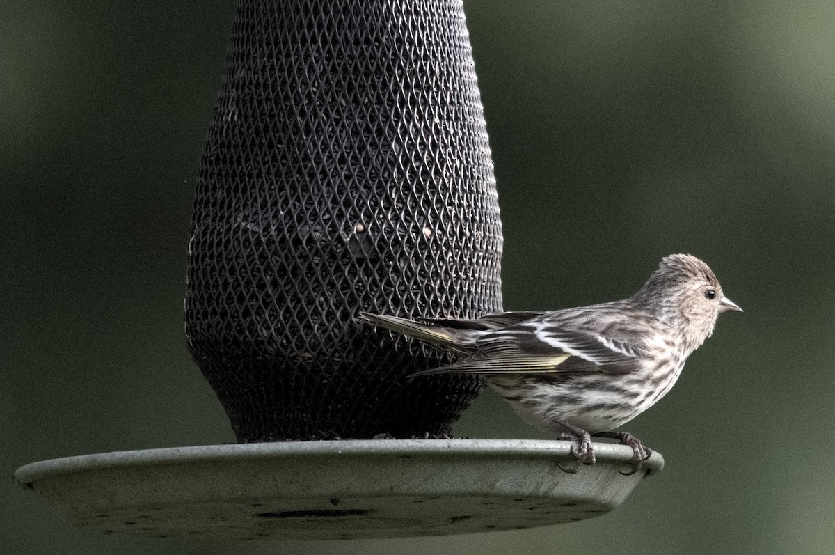 Pine Siskin - Kevin Thompson