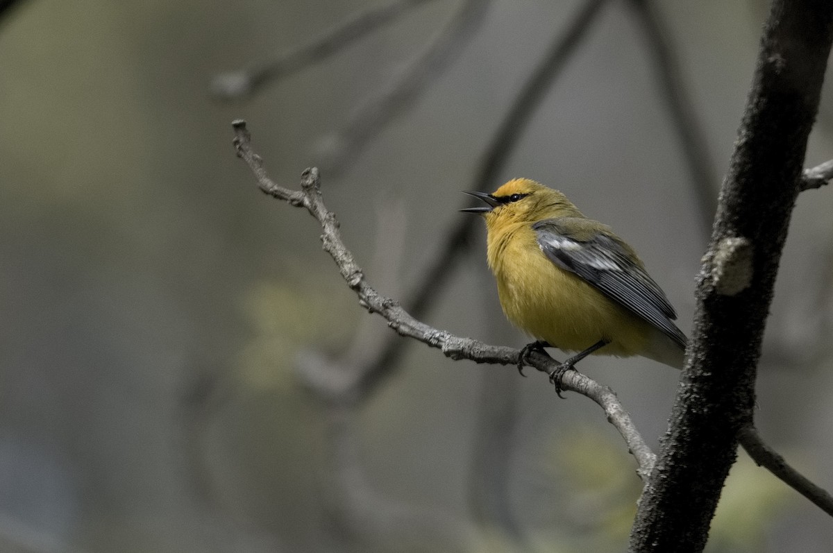 Blue-winged Warbler - Kevin Thompson