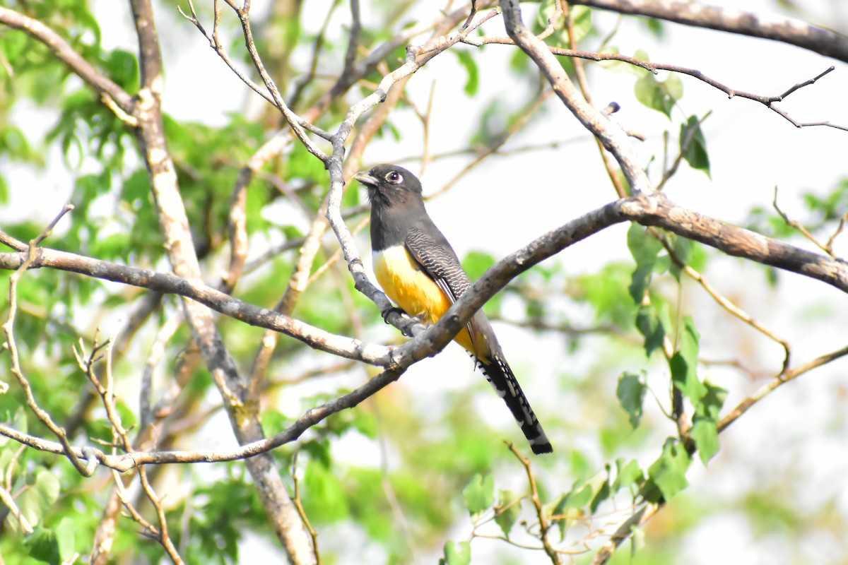 trogon podvazkový - ML618883517