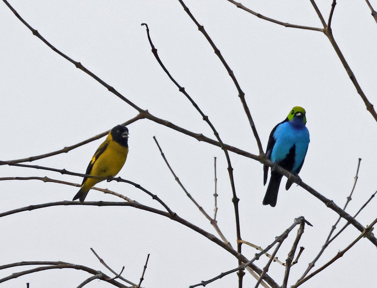 Olivaceous Siskin - Joe Grzybowski