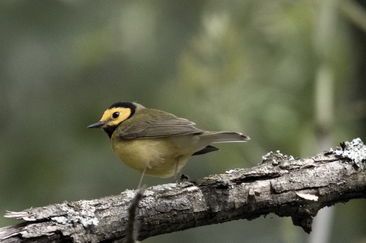 Hooded Warbler - Kevin Thompson