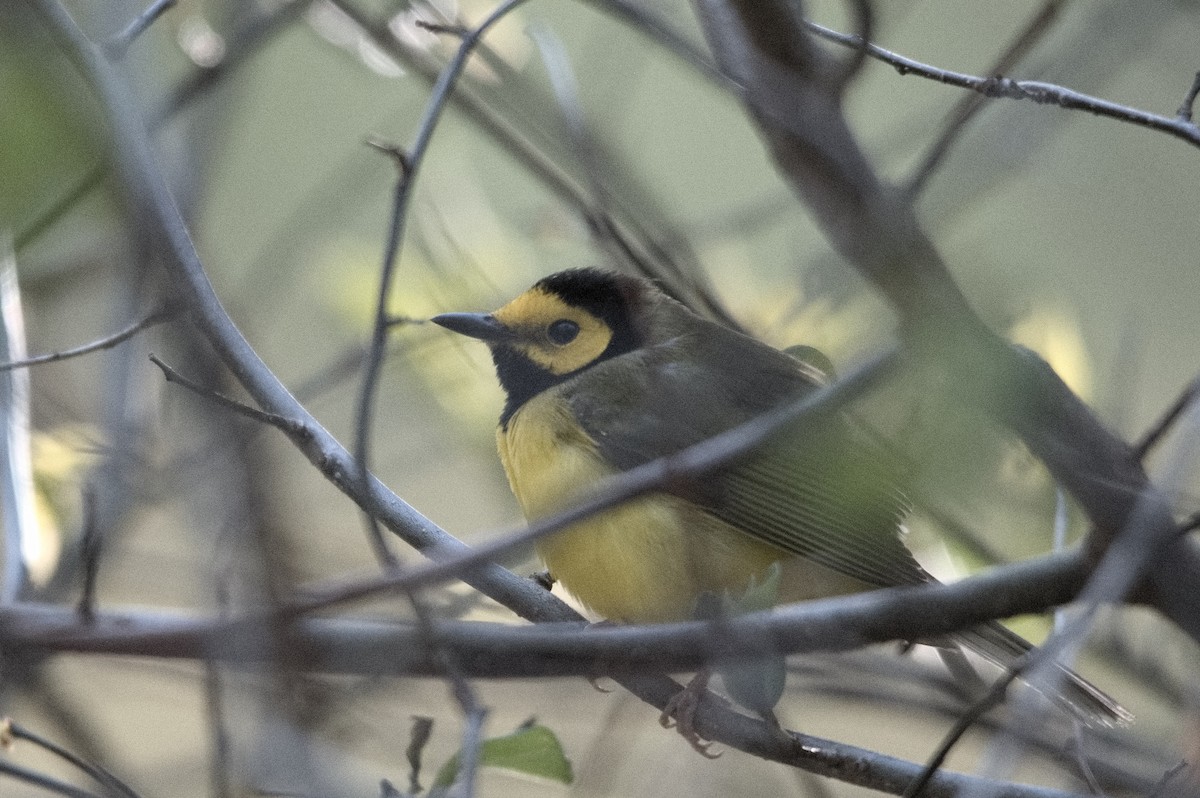 Hooded Warbler - Kevin Thompson