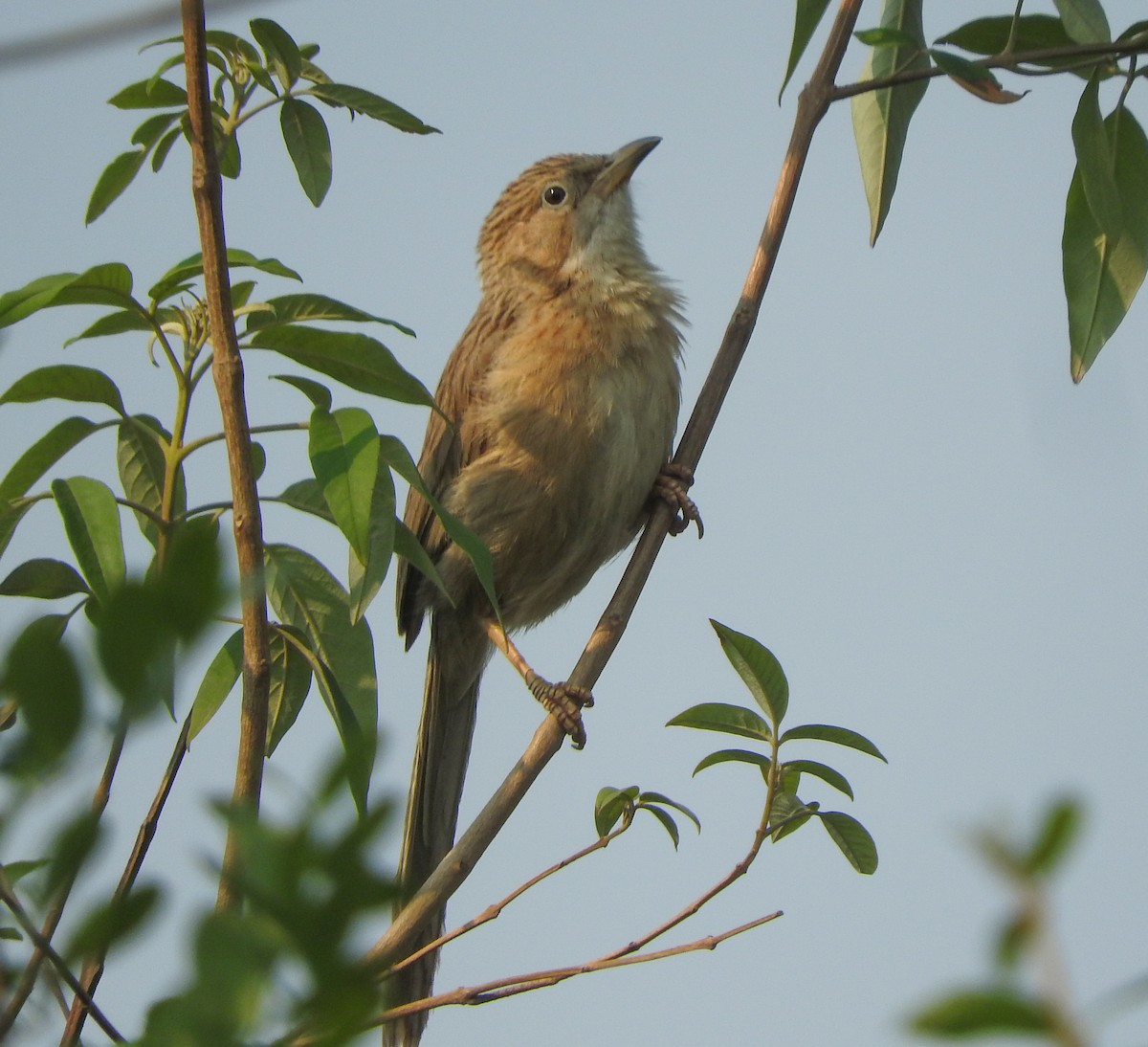 Common Babbler - SWARUP SAHA