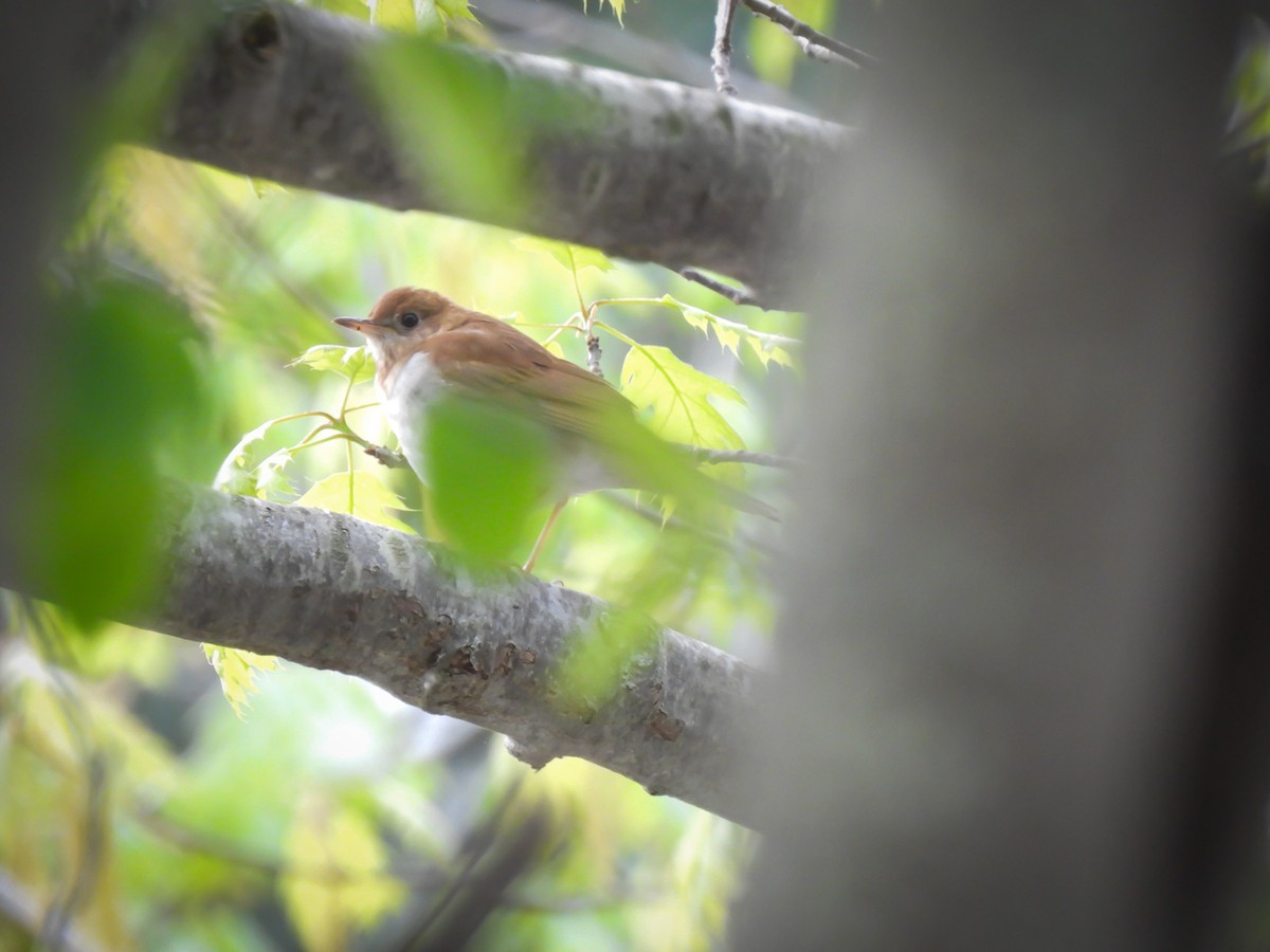 Veery - Jeff&Jenn Joffray