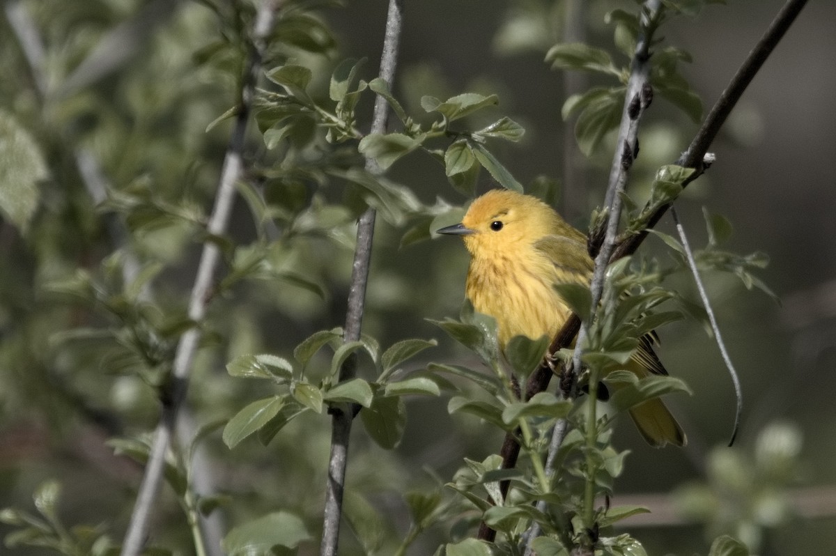 Yellow Warbler - Kevin Thompson