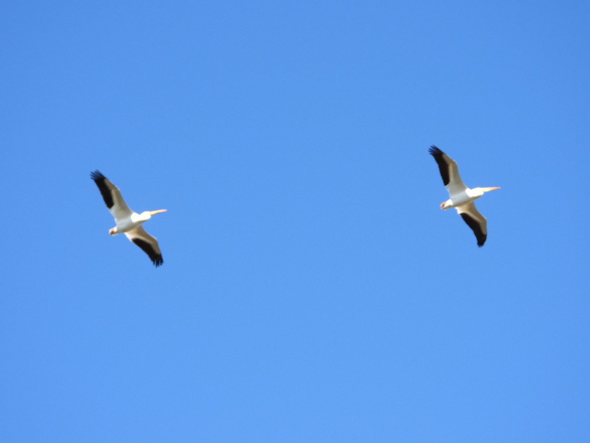 American White Pelican - Patrick Heeney