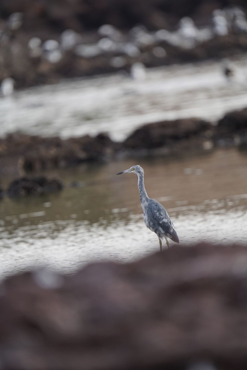 Little Blue Heron - Daniela Cortes Cuevas