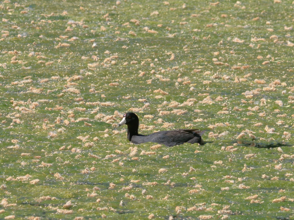 American Coot (Red-shielded) - ML618883572