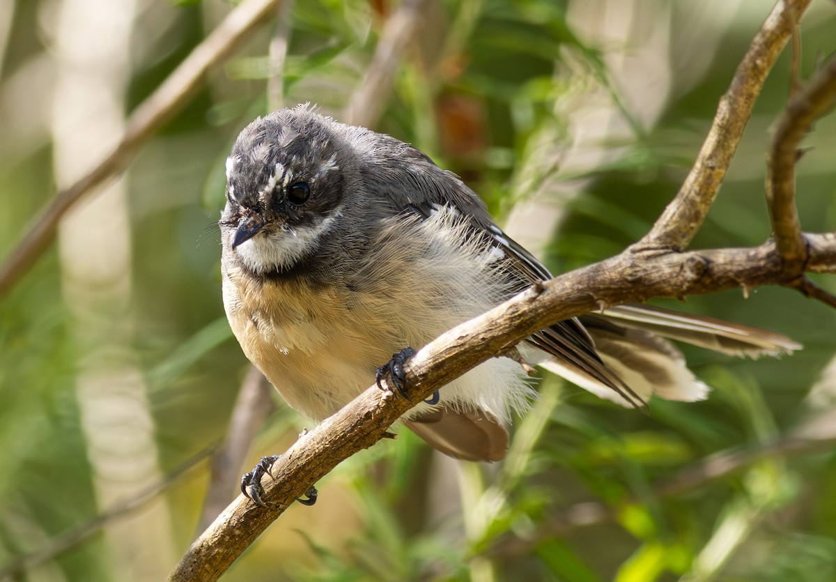 Gray Fantail - Pedro Nicolau