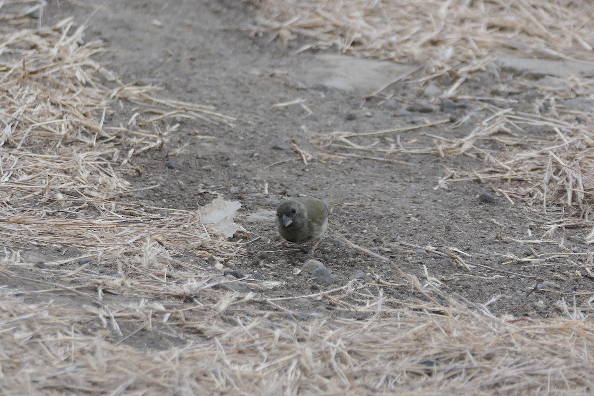 Black-faced Grassquit - Kenrith Carter