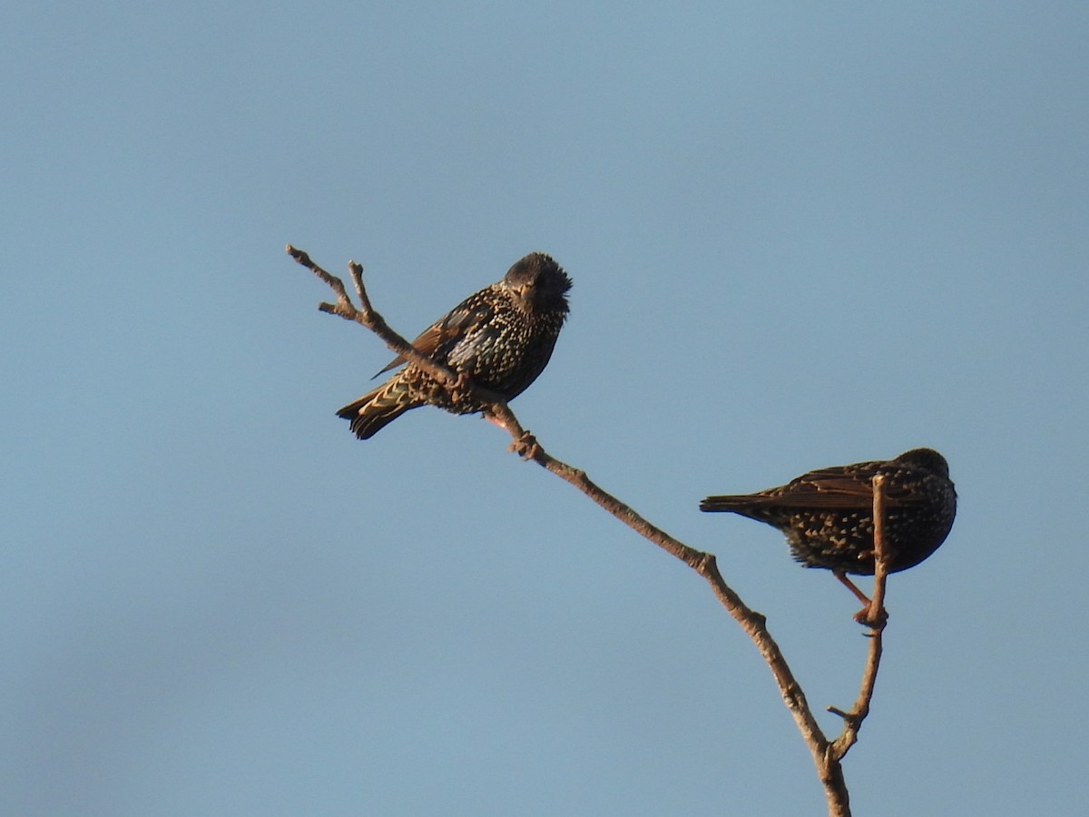 European Starling - Lucia Lettieri