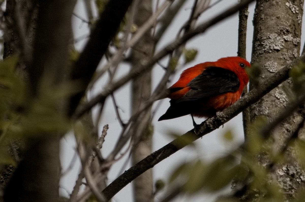 Scarlet Tanager - Kevin Thompson