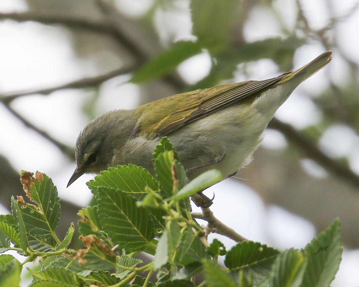 Tennessee Warbler - Janeal W. Thompson