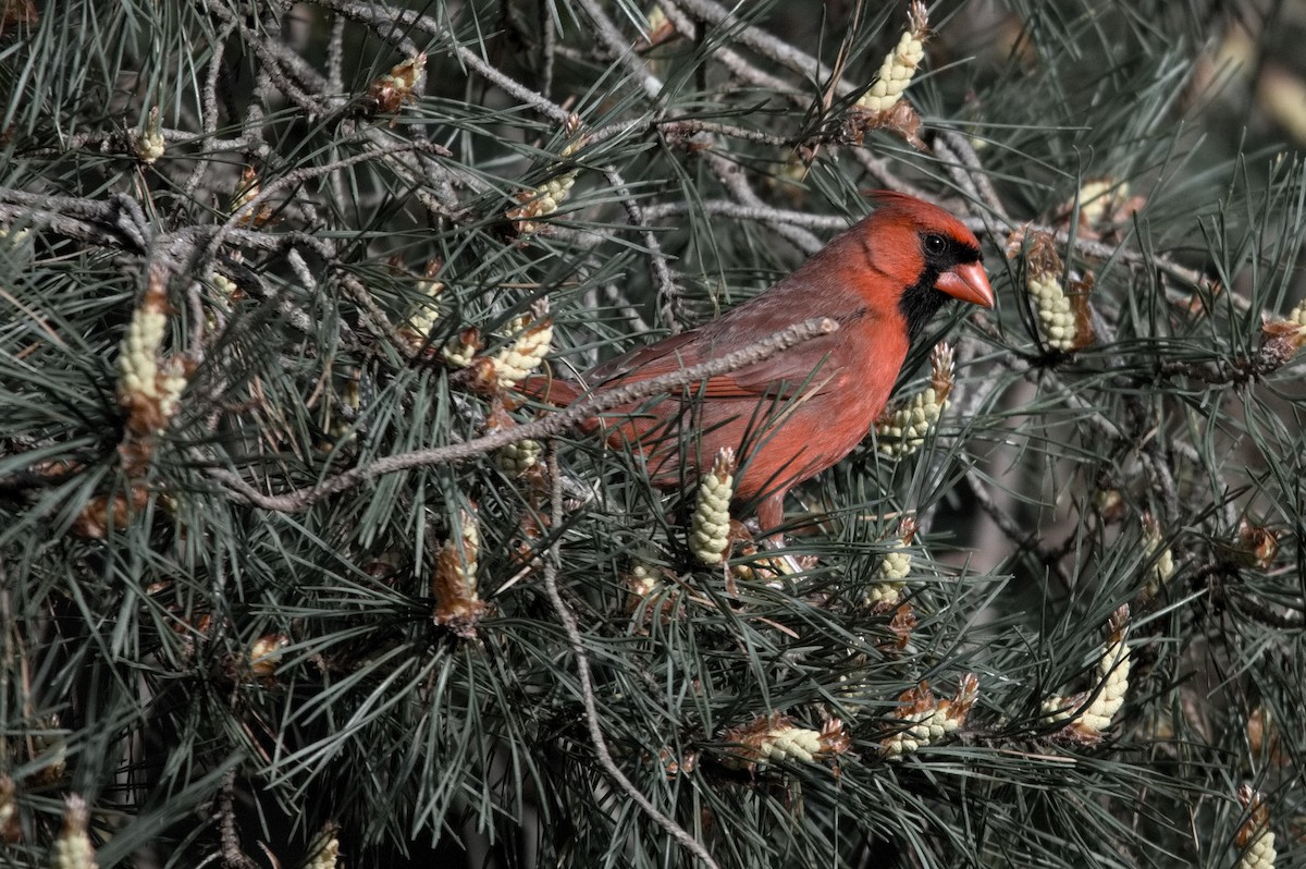 Northern Cardinal - ML618883598