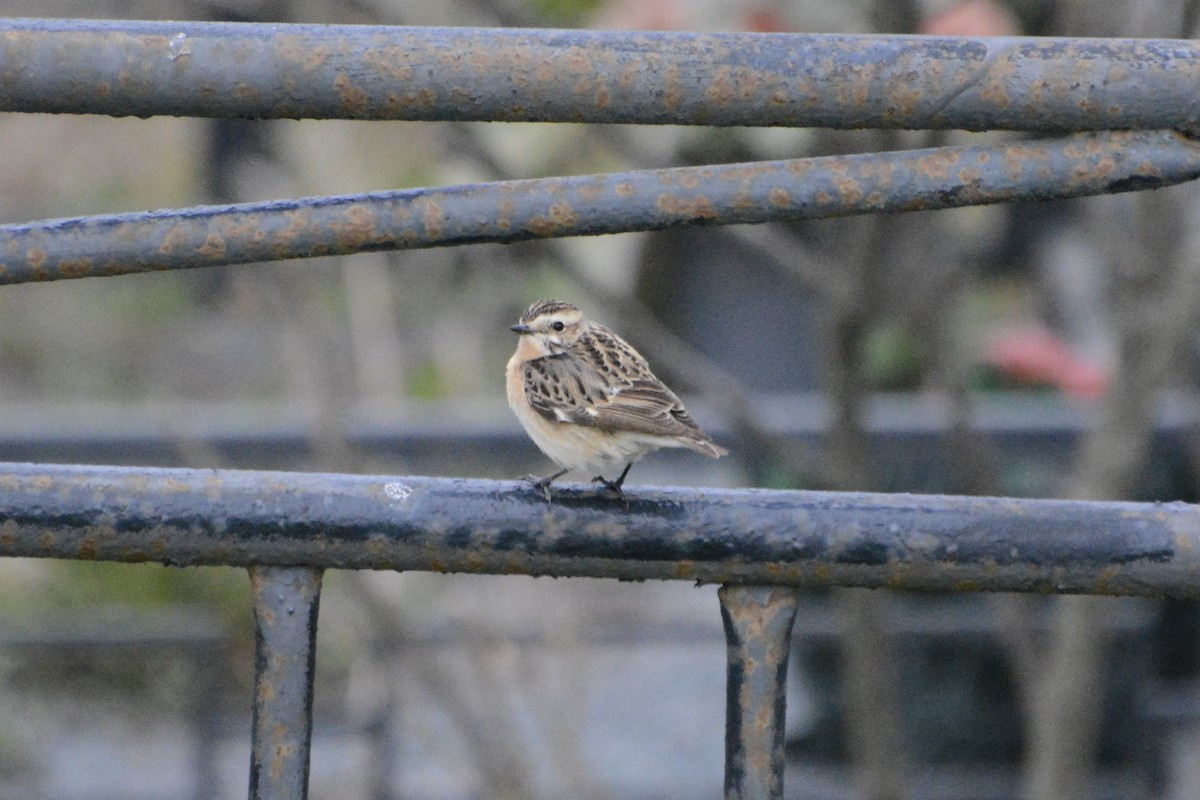 Whinchat - Anton Kornilov