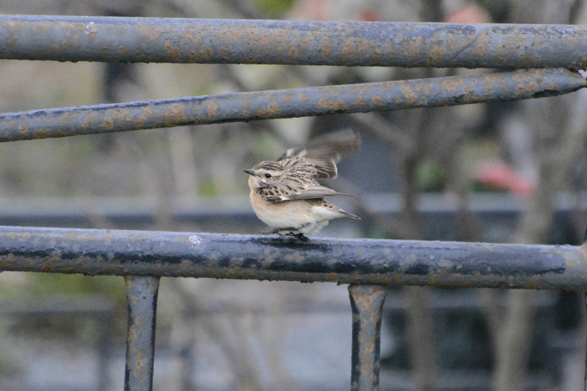 Whinchat - Anton Kornilov