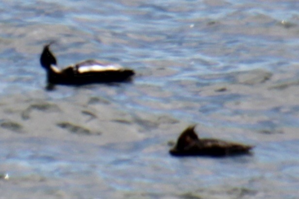 Red-breasted Merganser - ML618883642