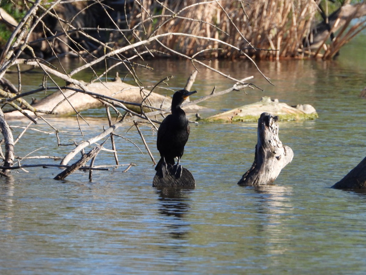 Double-crested Cormorant - Patrick Heeney