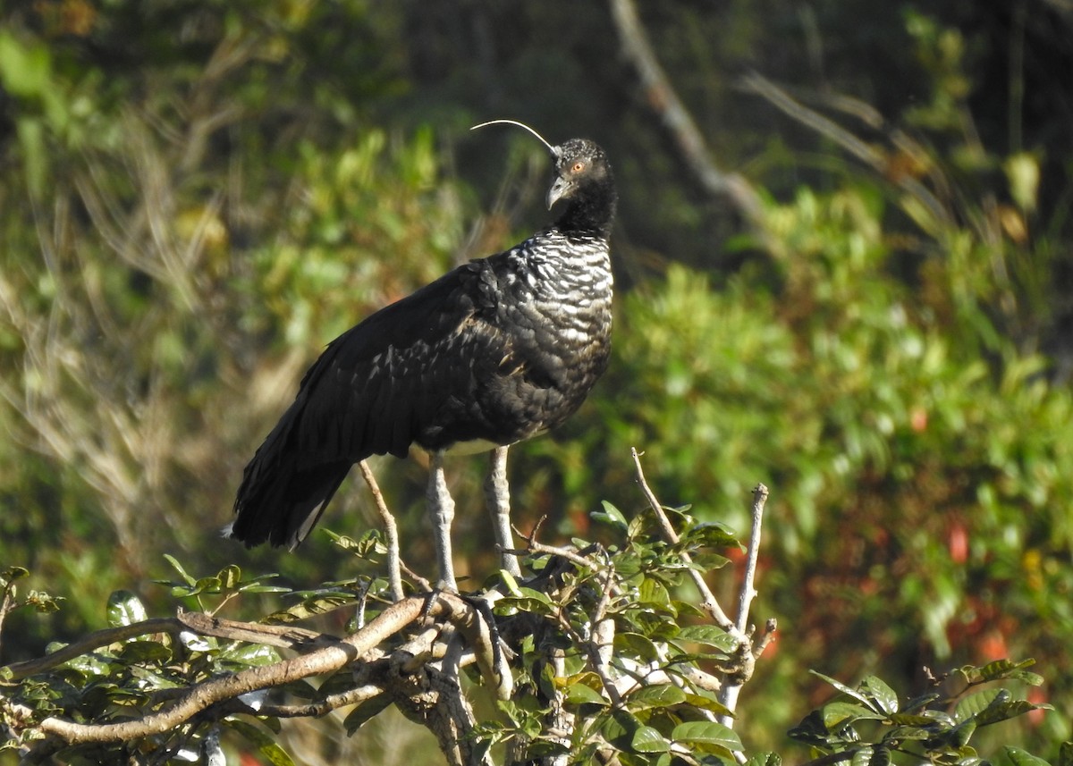 Horned Screamer - Carlos Otávio Gussoni