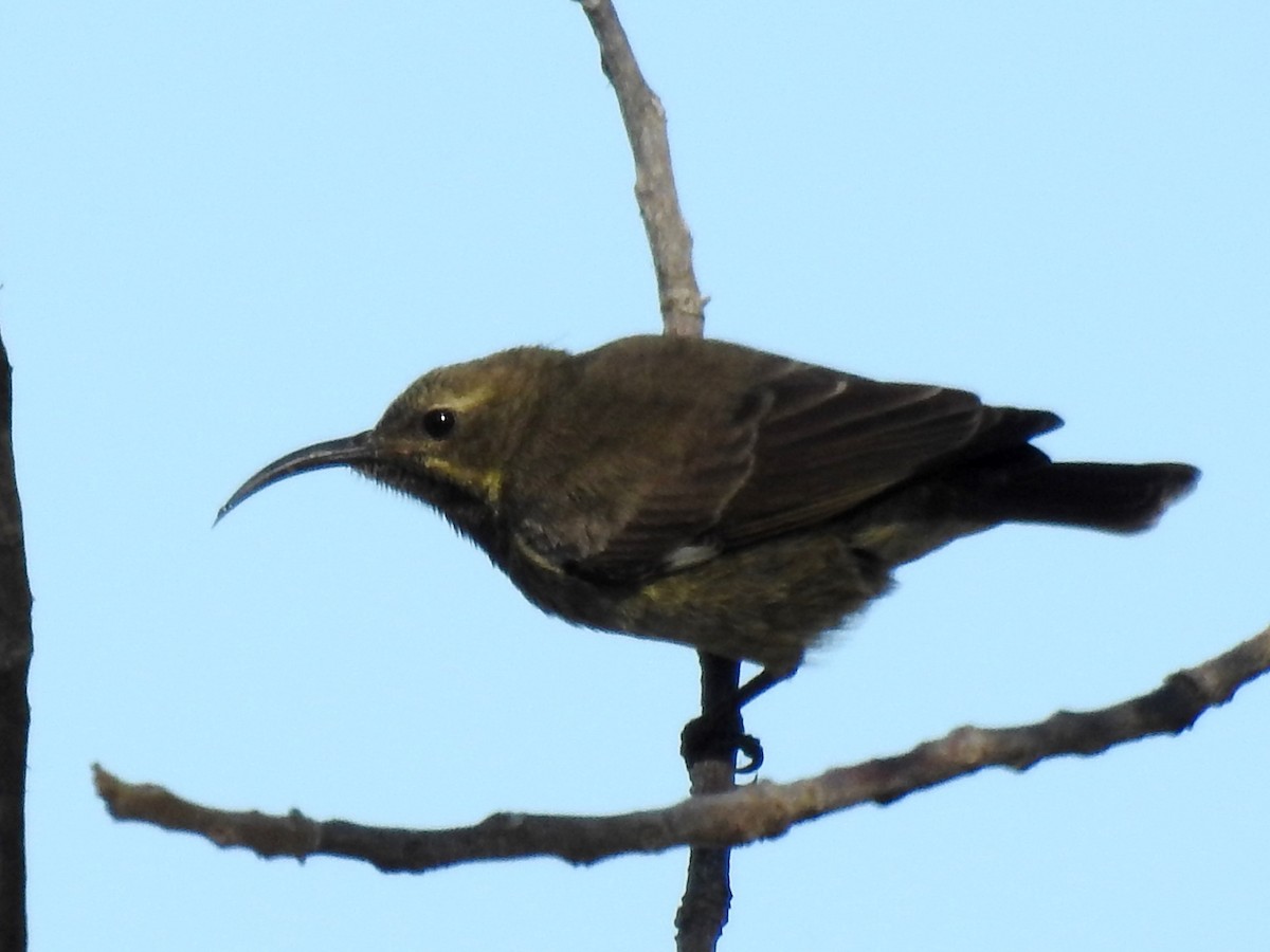 Scarlet-chested Sunbird - Clare Mateke