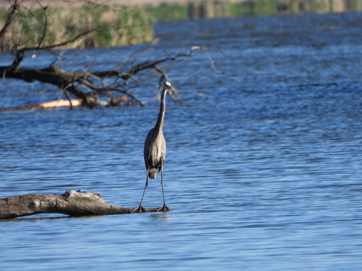 Great Blue Heron - Patrick Heeney