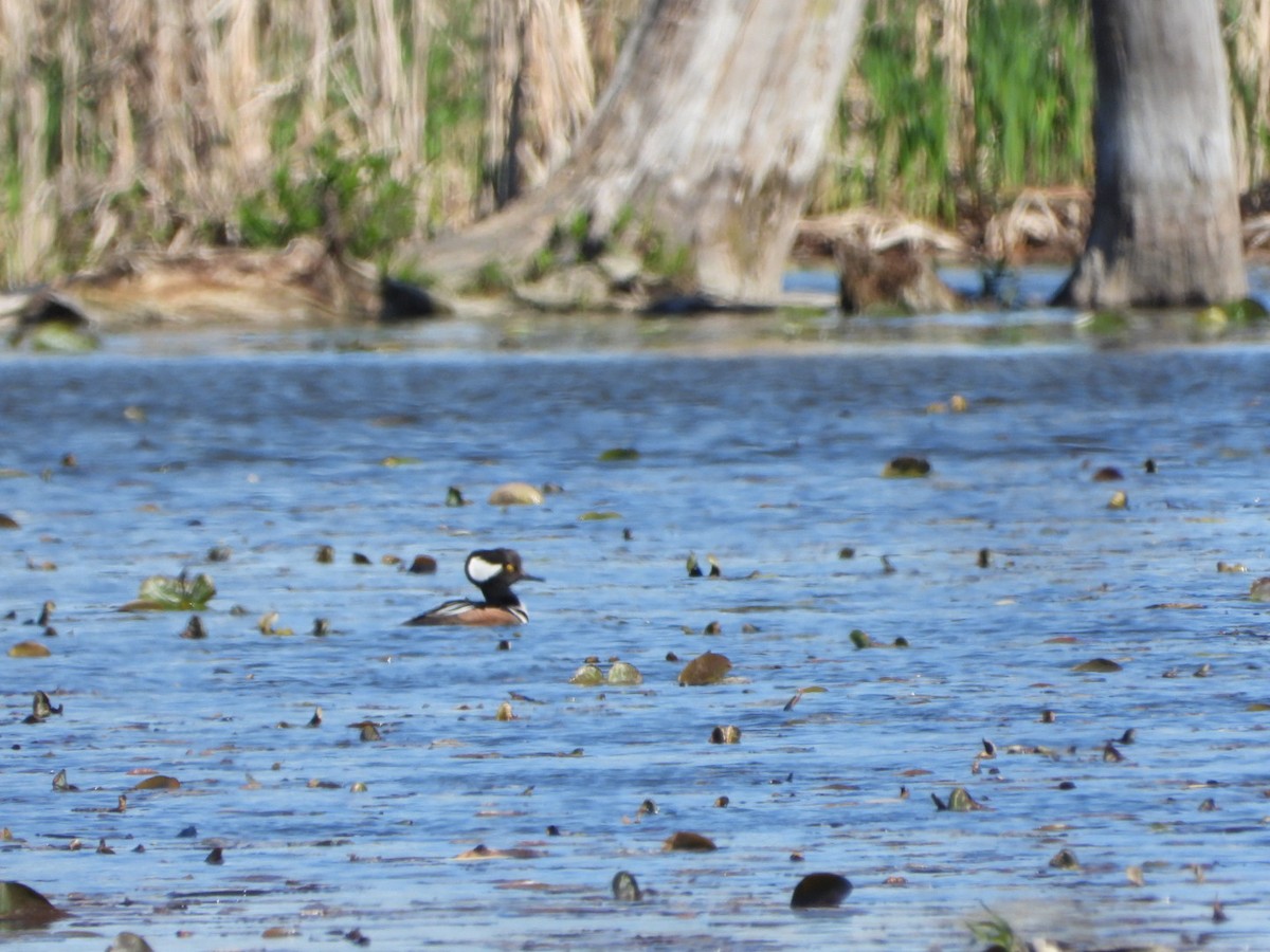 Hooded Merganser - ML618883668