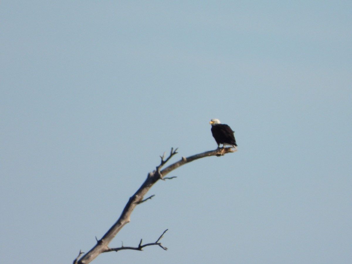 Bald Eagle - ML618883680