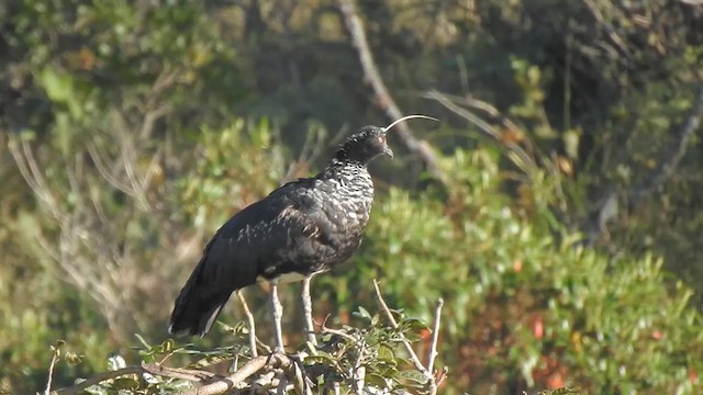 Horned Screamer - ML618883681