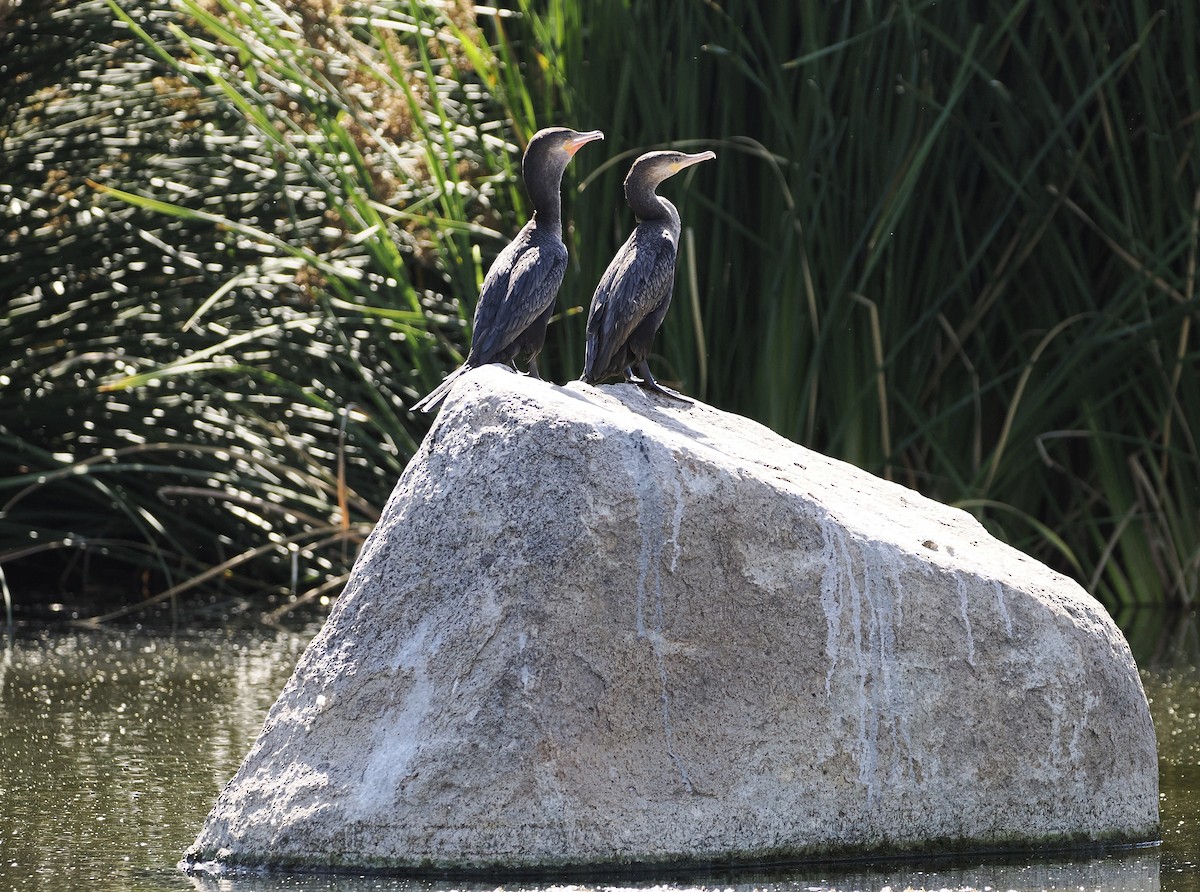 Neotropic Cormorant - Jeffery Sole