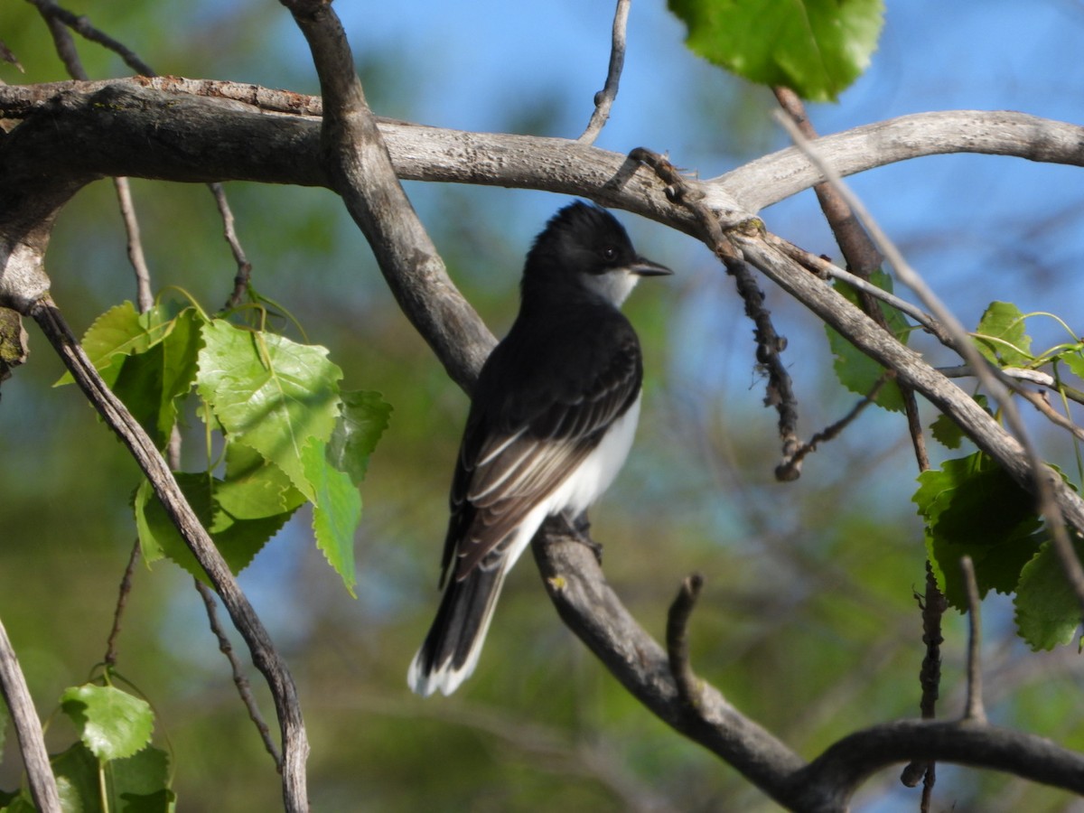 Eastern Kingbird - Patrick Heeney