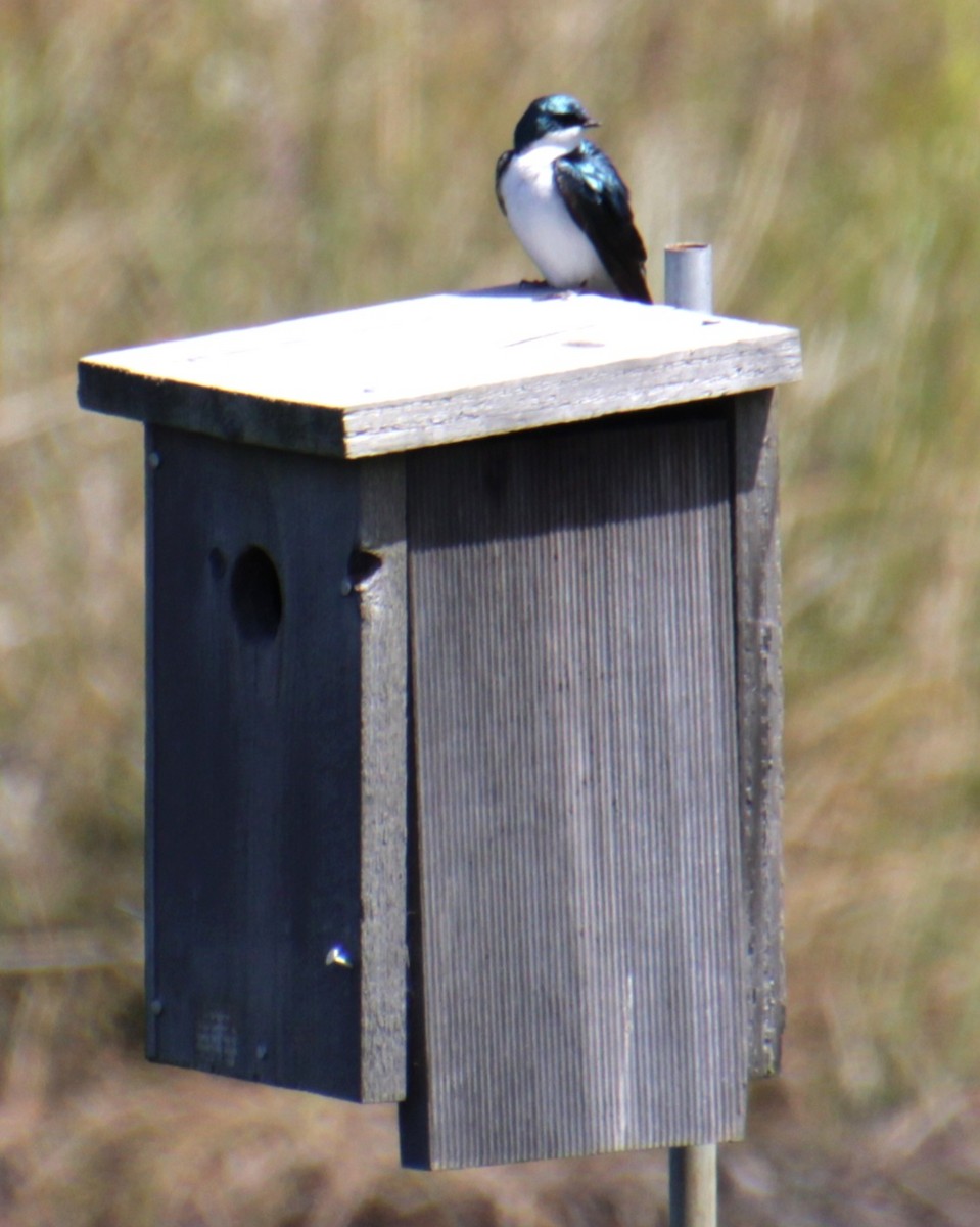 Tree Swallow - Samuel Harris