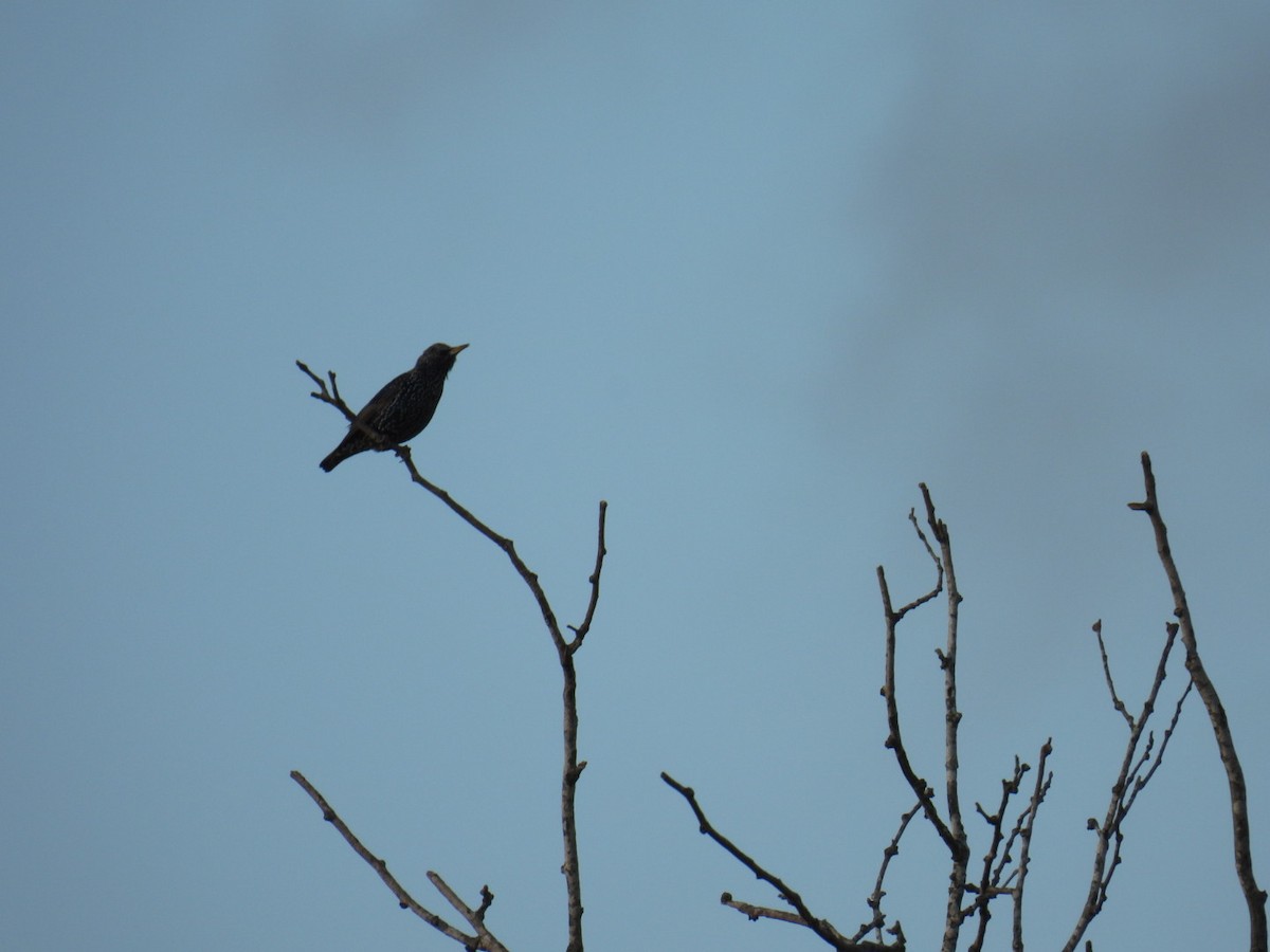 European Starling - Lucia Lettieri