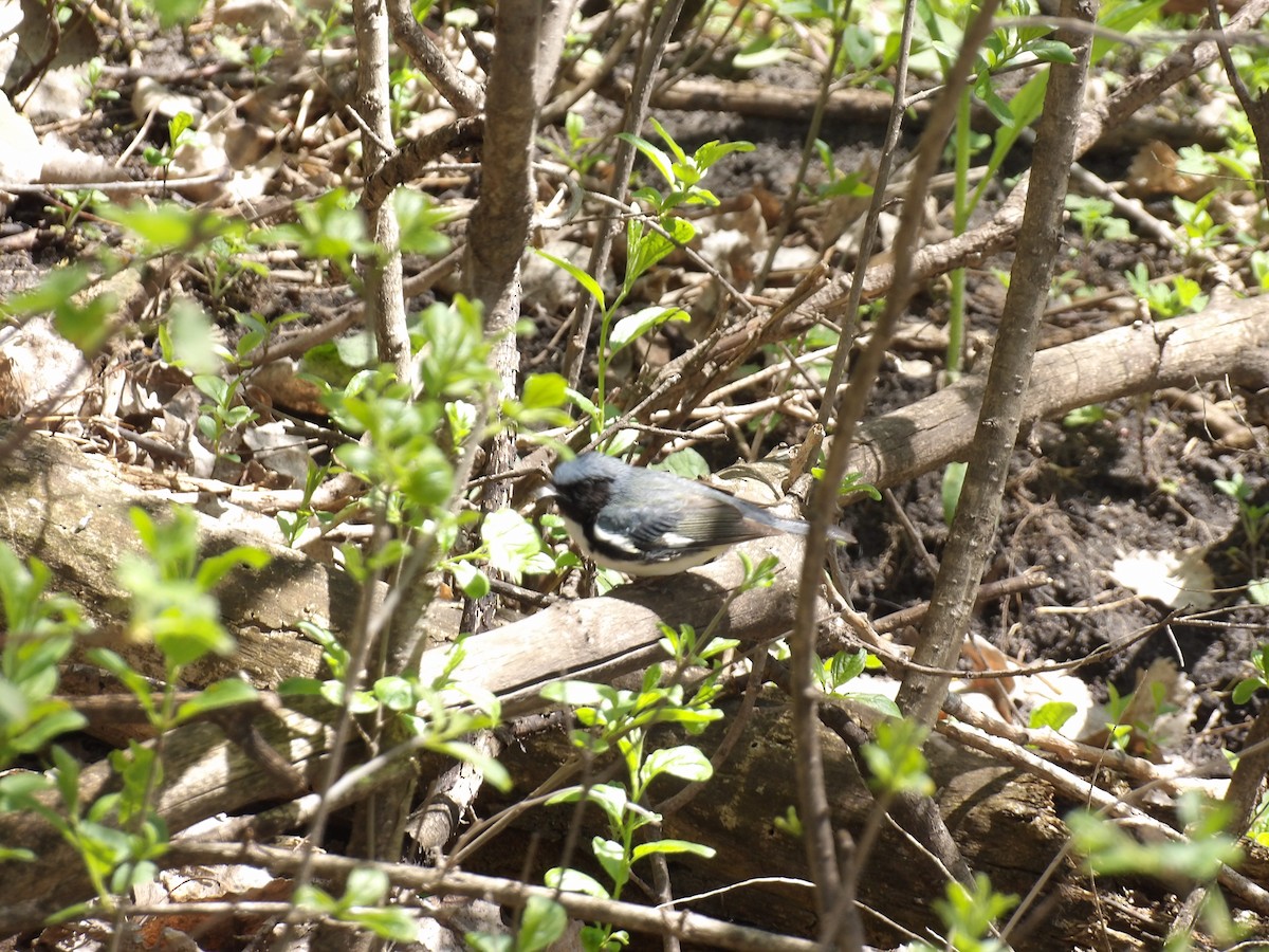 Black-throated Blue Warbler - ML618883736