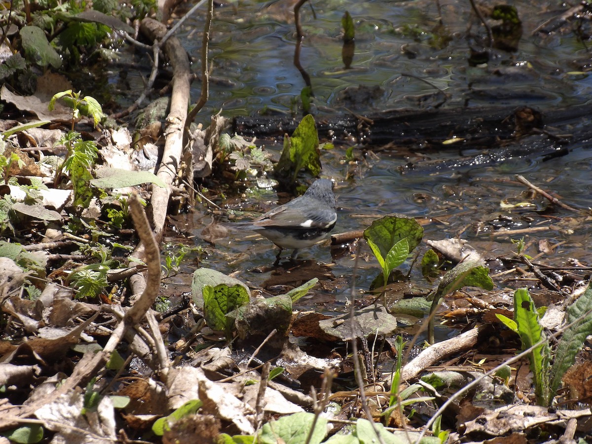 Black-throated Blue Warbler - ML618883737