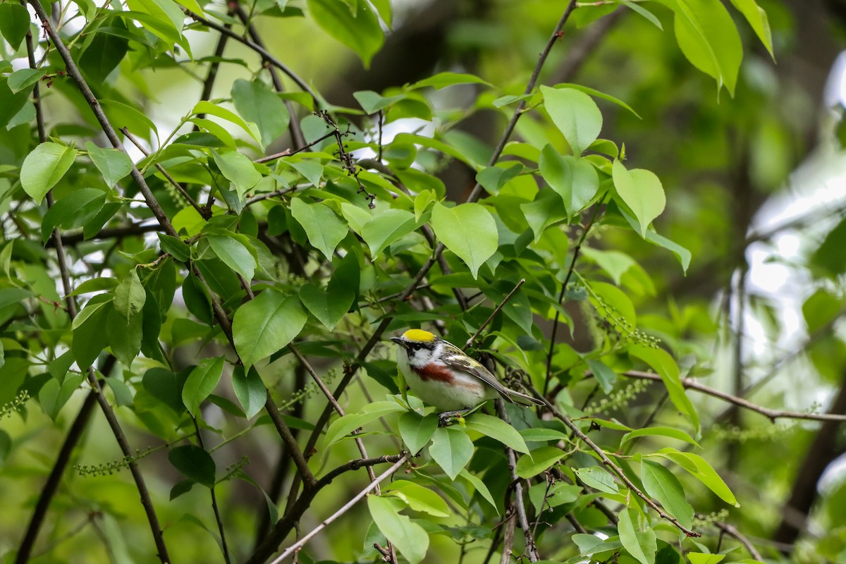 Chestnut-sided Warbler - Michelle Chase