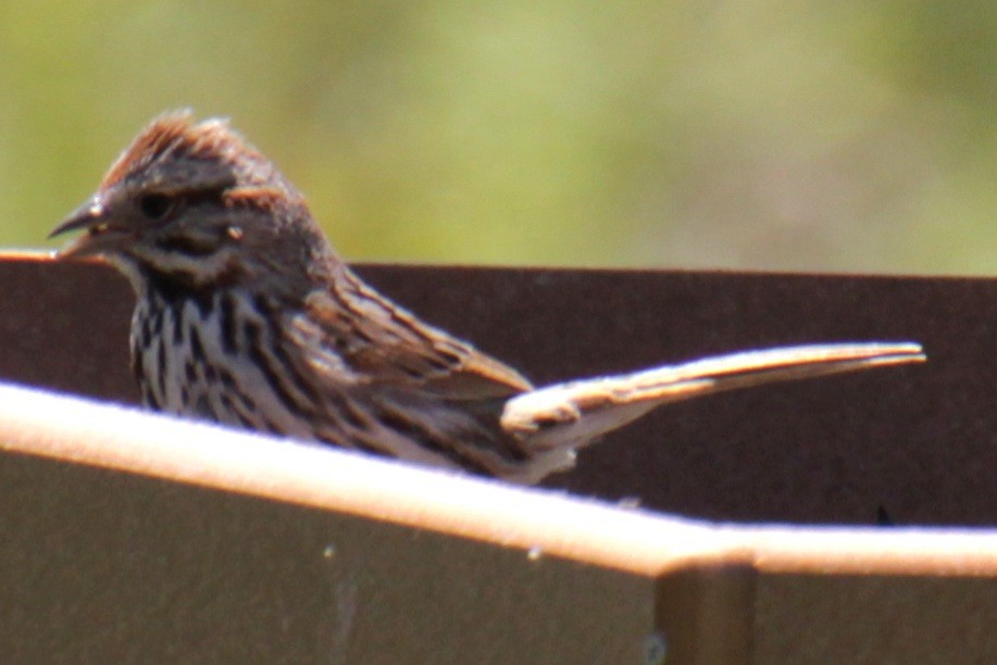 Song Sparrow (melodia/atlantica) - ML618883753