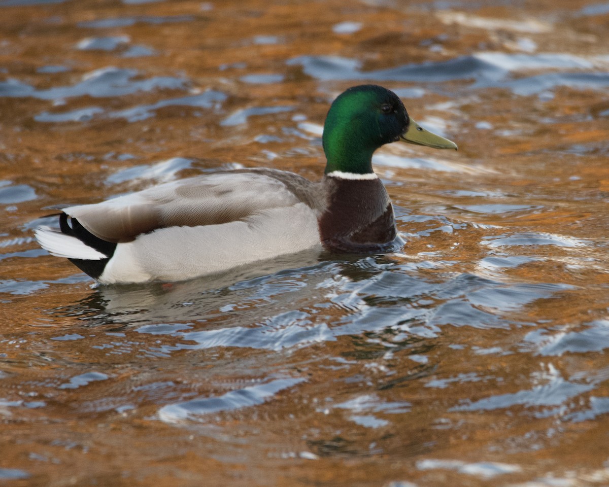 Mallard - Larry Waddell