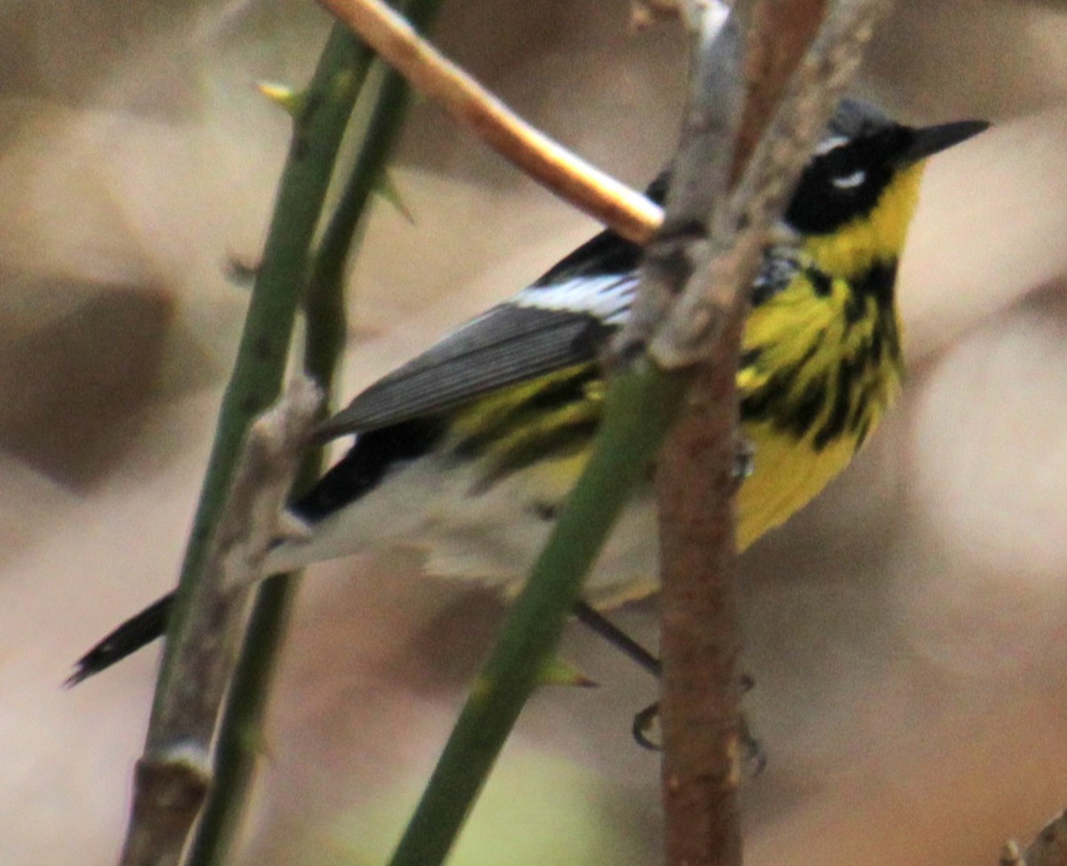 Magnolia Warbler - Samuel Harris