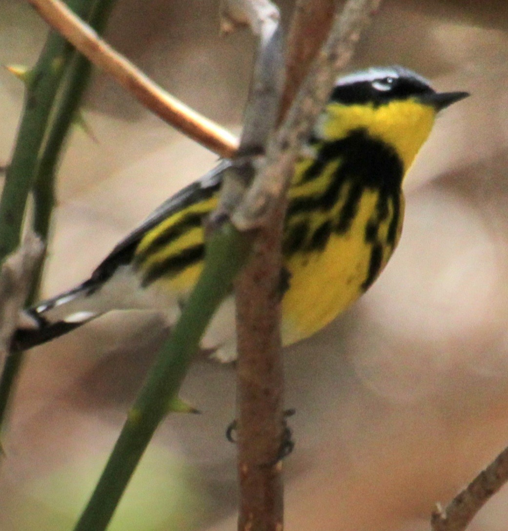 Magnolia Warbler - Samuel Harris