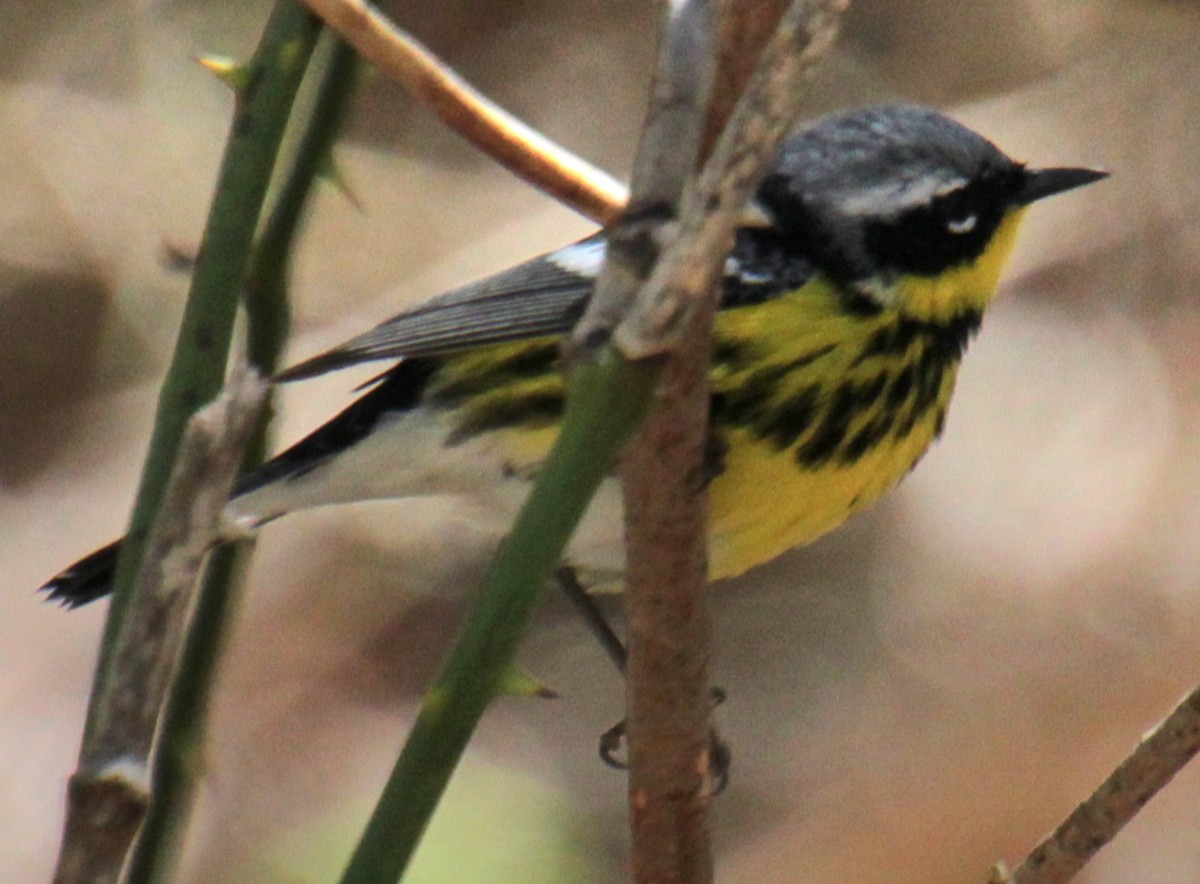 Magnolia Warbler - Samuel Harris