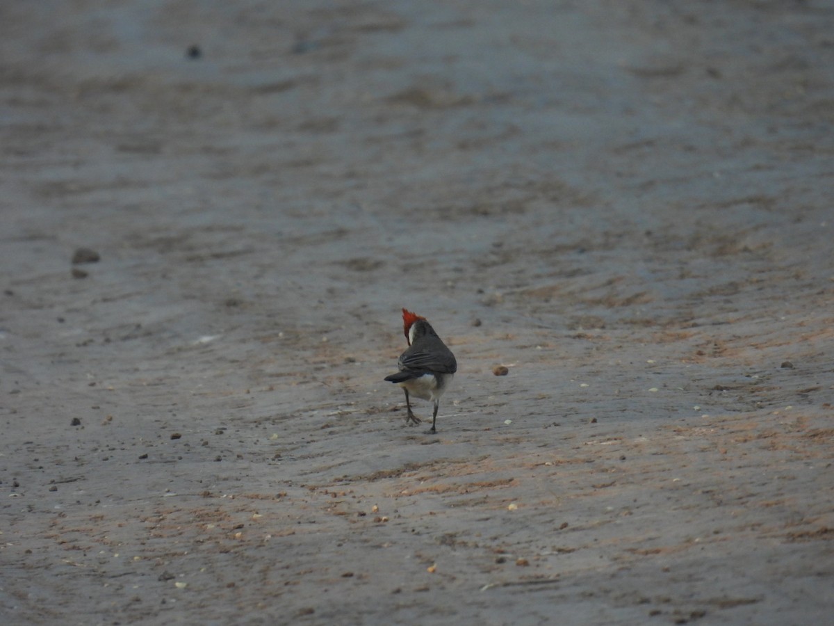 Red-crested Cardinal - Lucia Lettieri