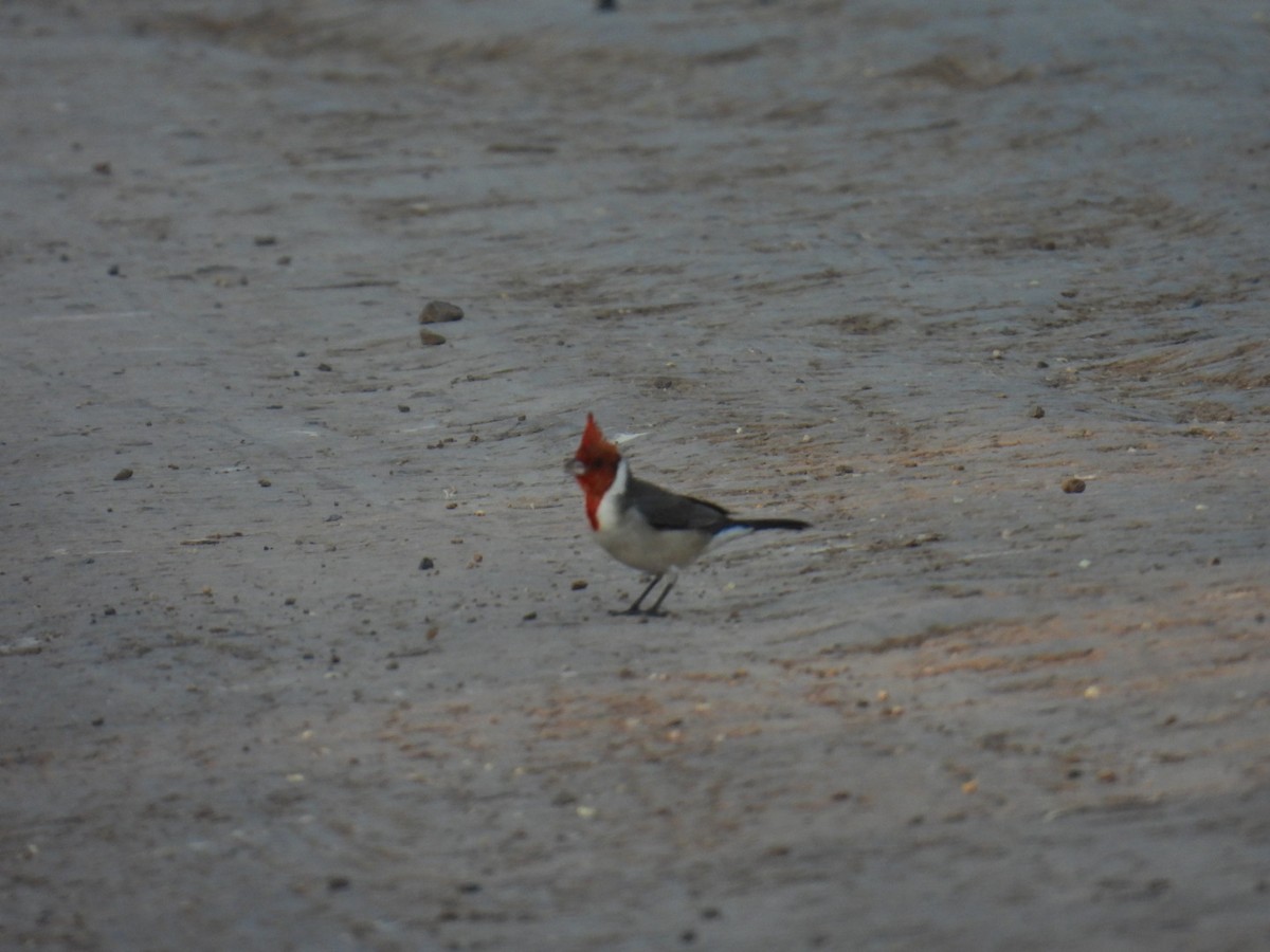 Red-crested Cardinal - Lucia Lettieri