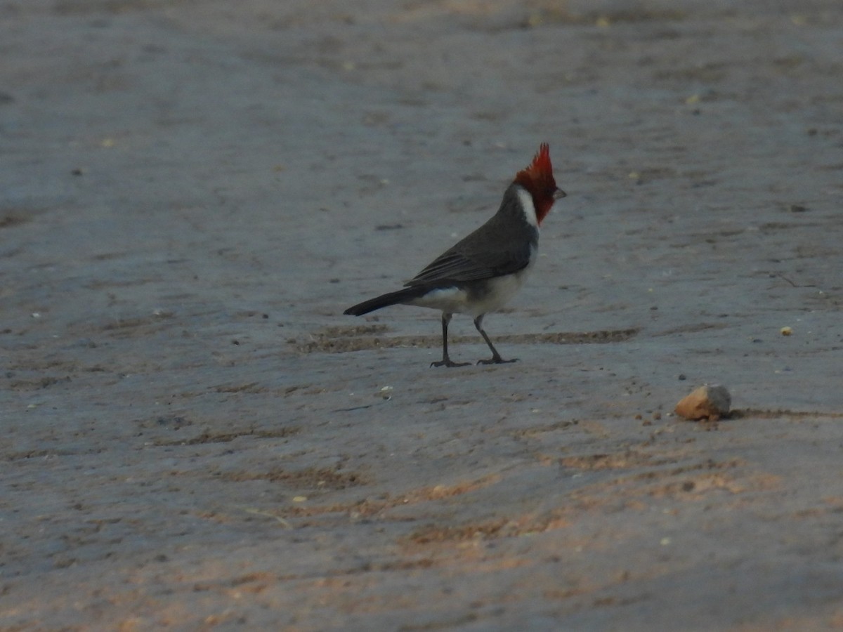 Red-crested Cardinal - ML618883807