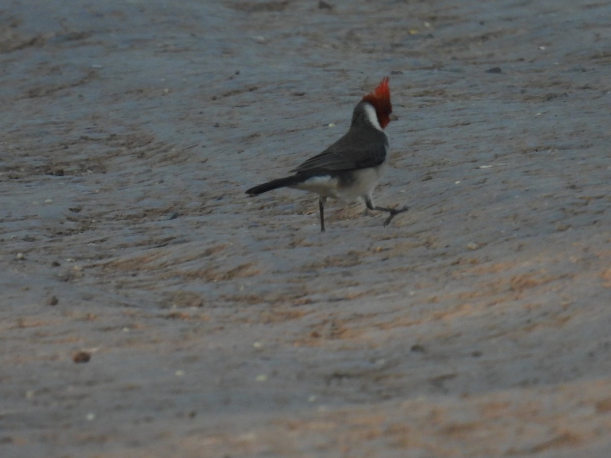 Red-crested Cardinal - Lucia Lettieri