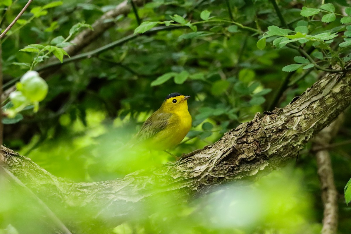 Wilson's Warbler - Michelle Chase